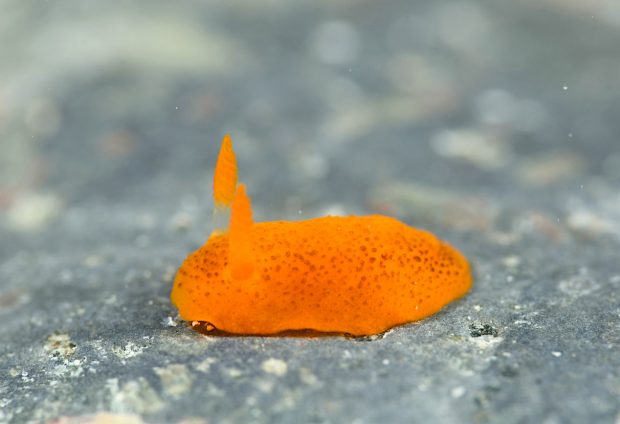 ドーリス科の仲間