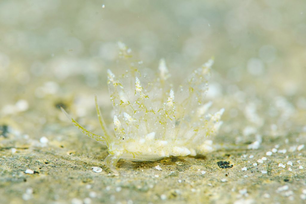 シロモウミウシ