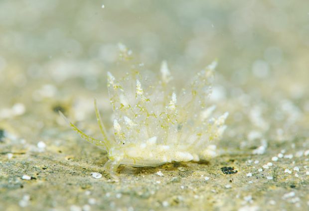 シロモウミウシ