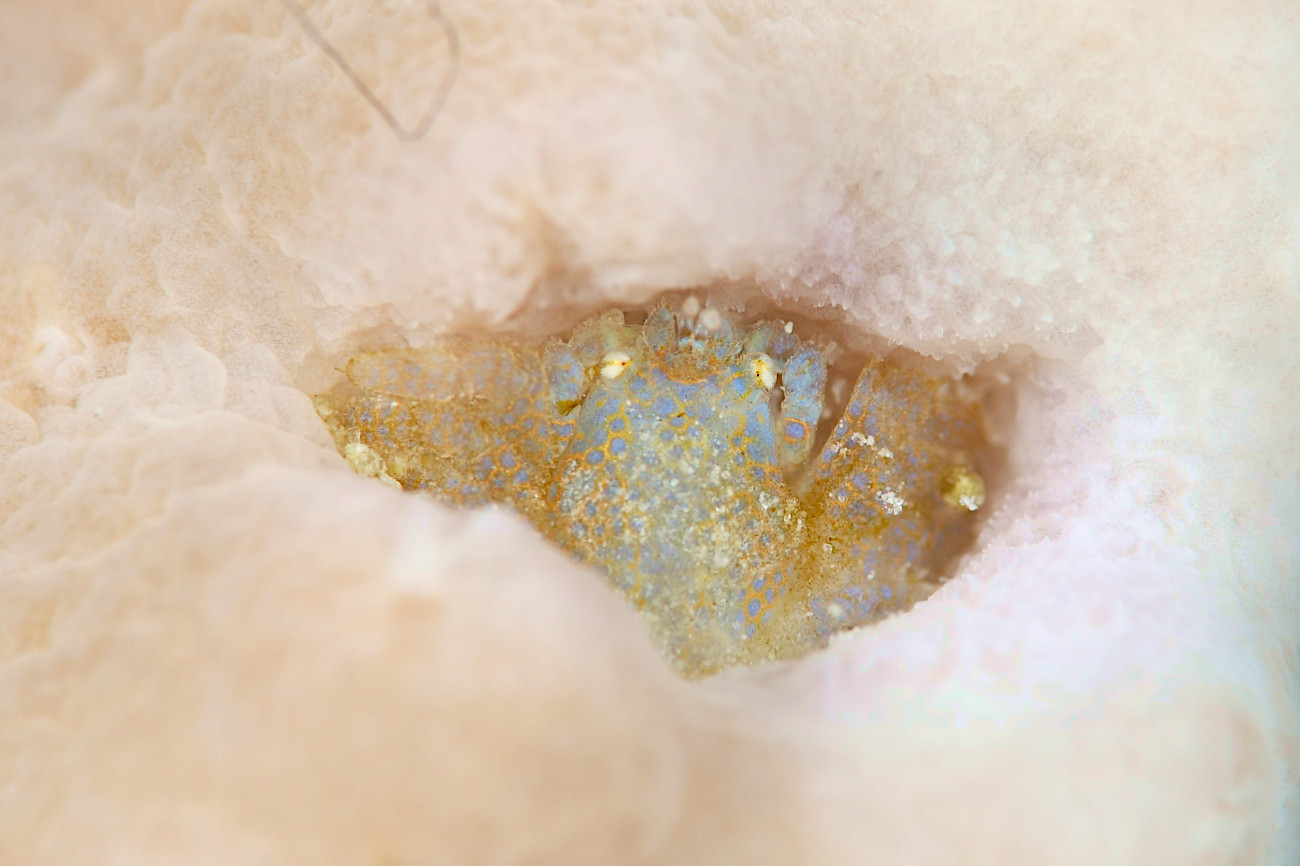 アシビロサンゴヤドリガニ