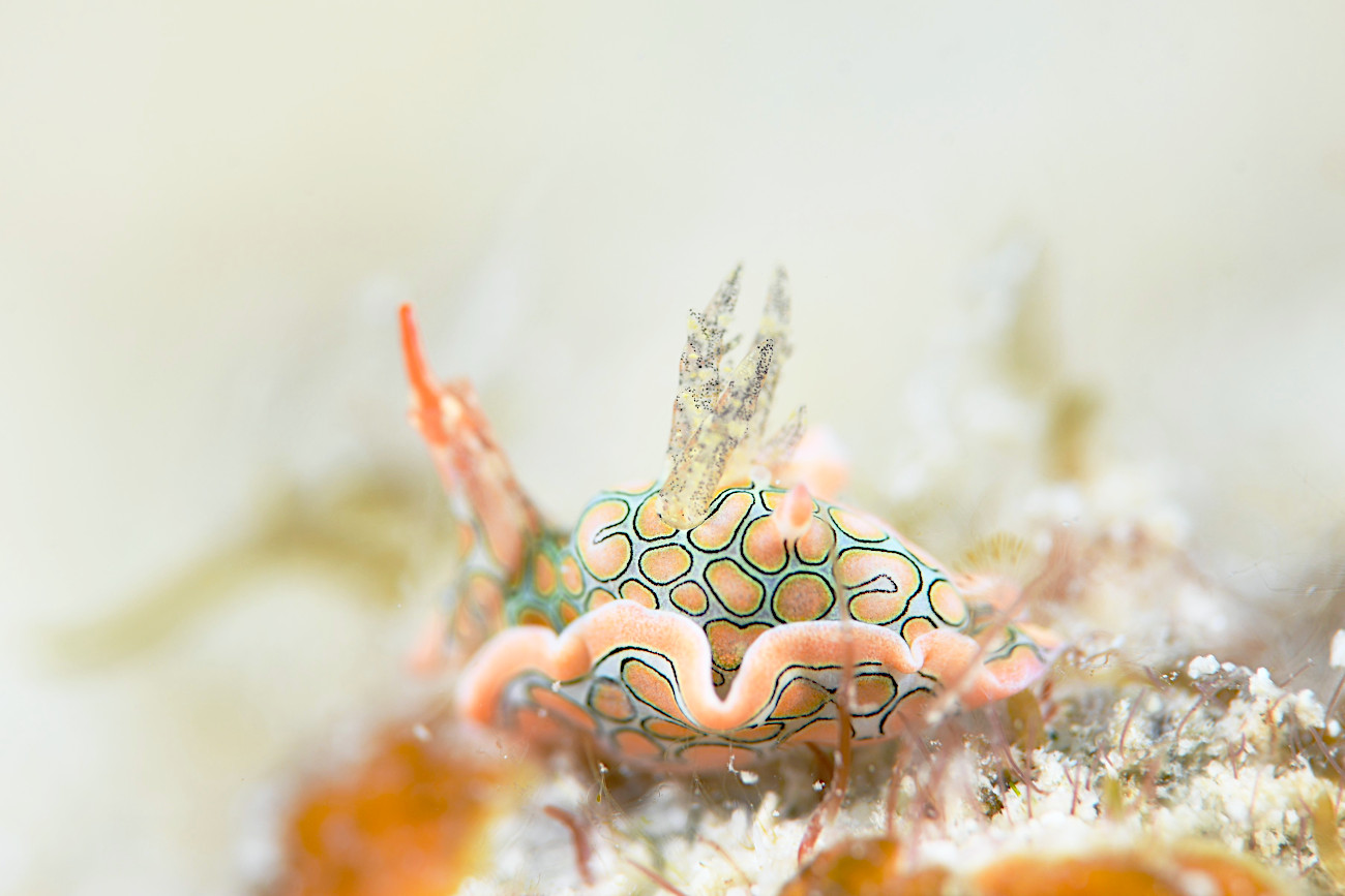 トウモンウミコチョウ