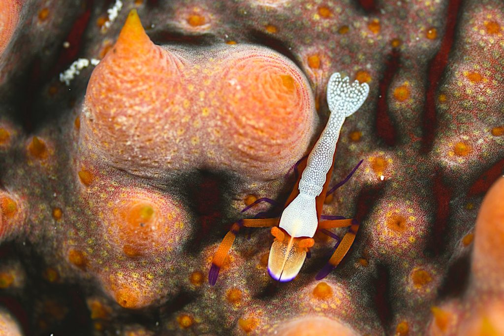 ウミウシカクレエビ