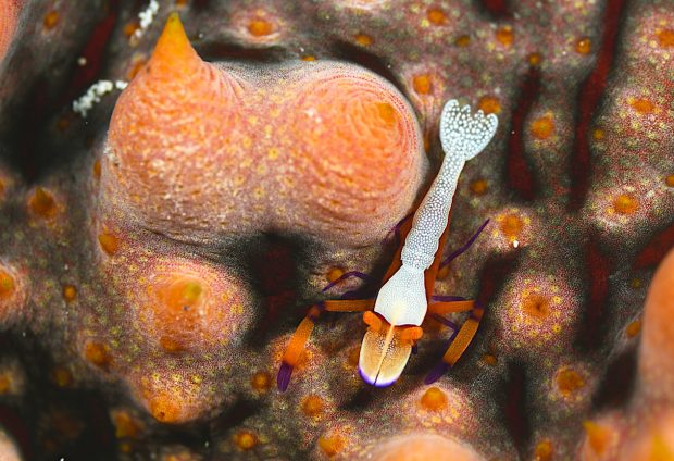 ウミウシカクレエビ