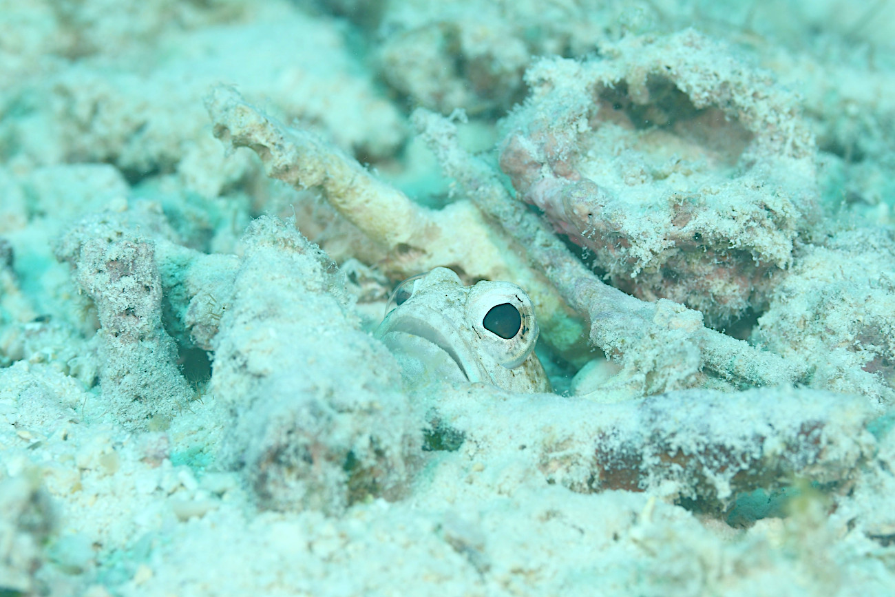 ジョーフィッシュ