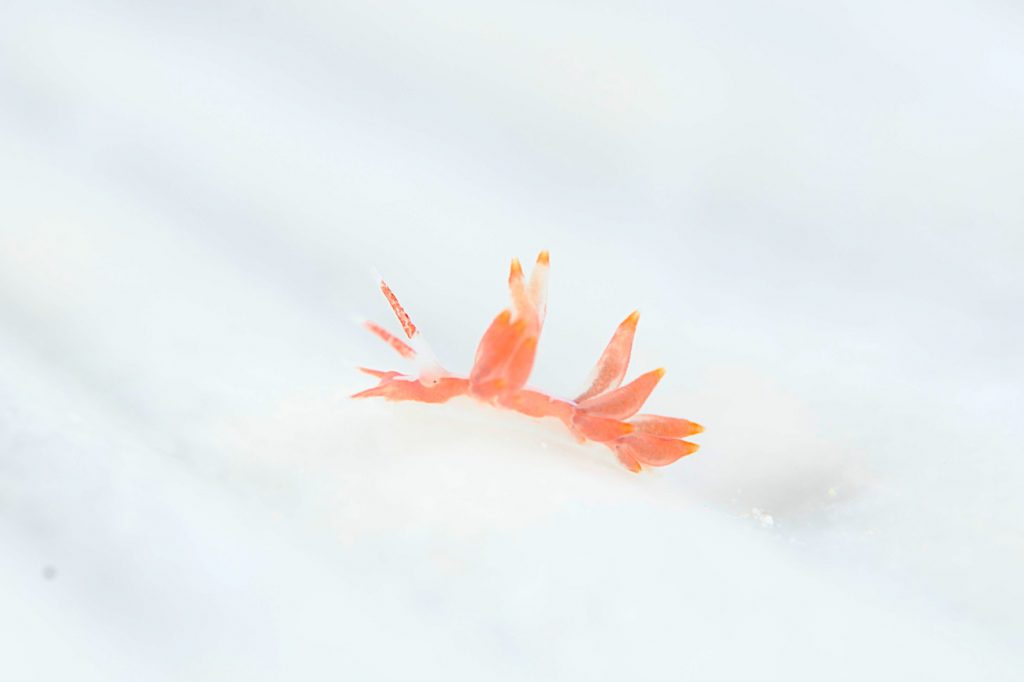 コマチミノウミウシ