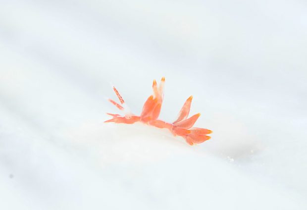 コマチミノウミウシ