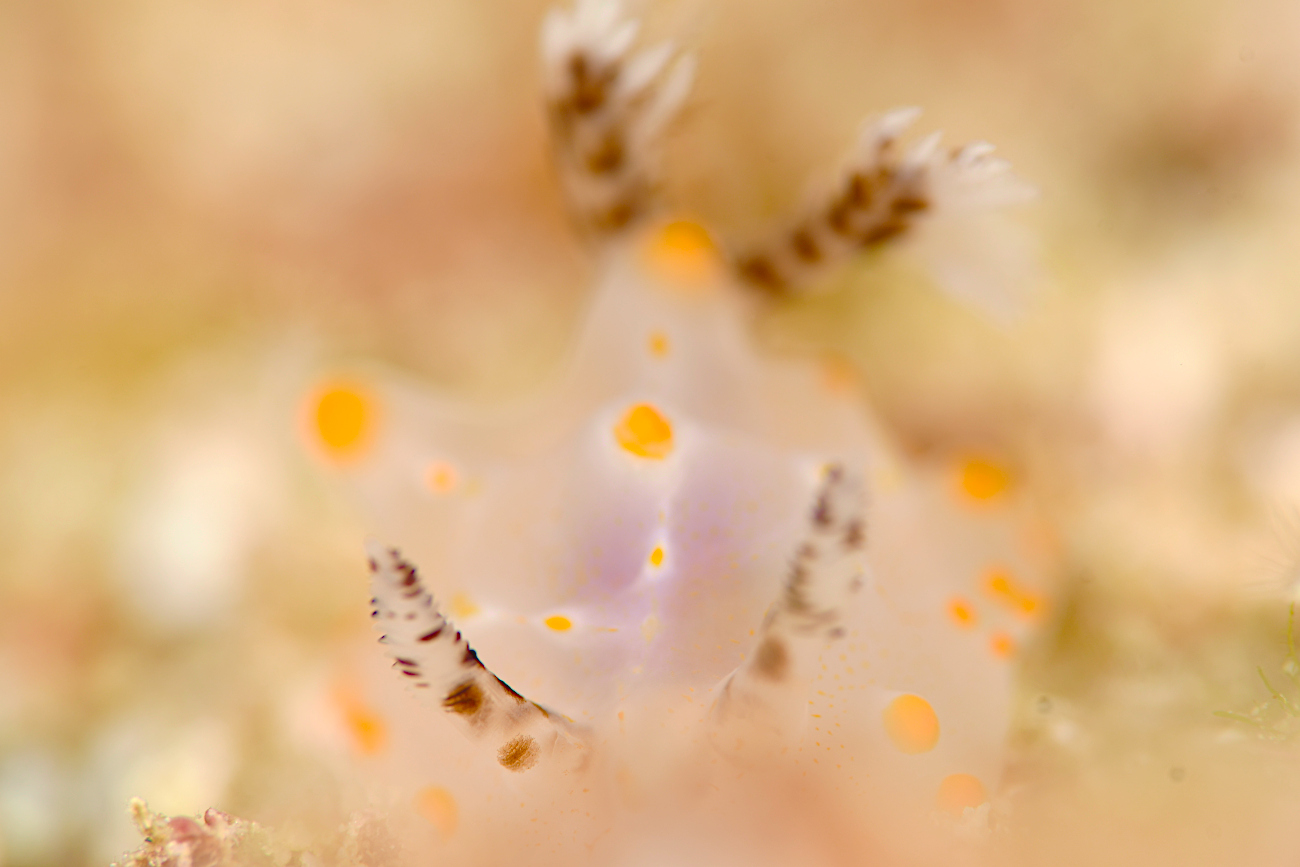 コンペイトウウミウシ