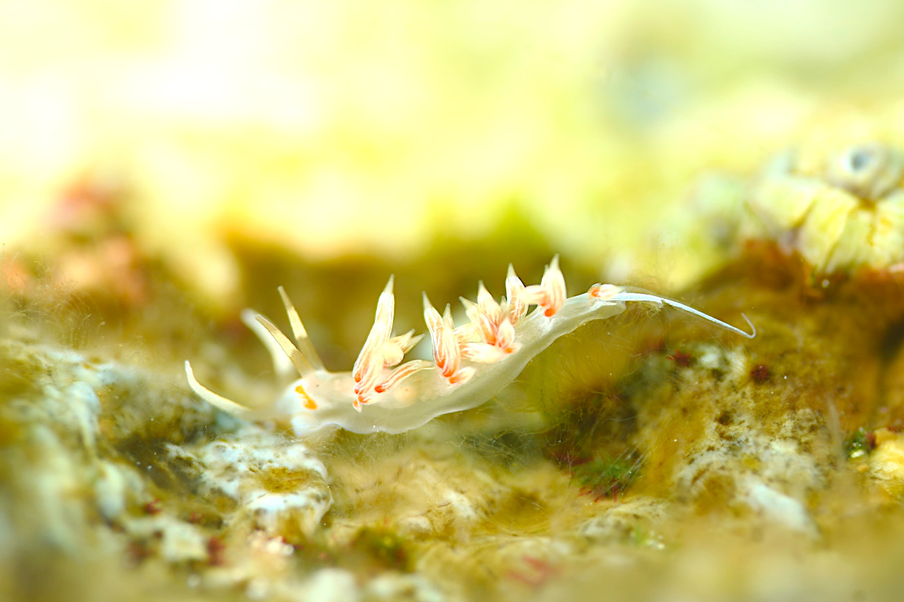 ハクセンミノウミウシ属の一種3