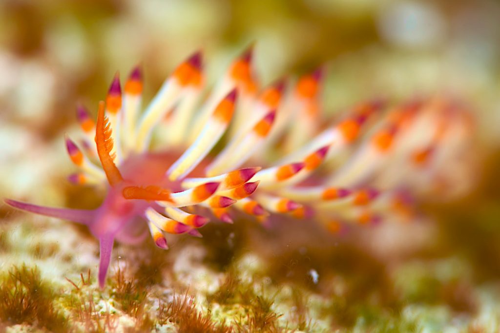 ツマベニミノウミウシ