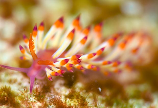 ツマベニミノウミウシ