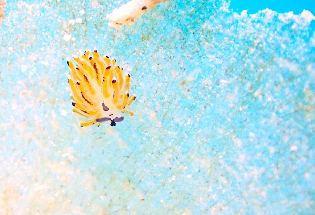 イリオモテモウミウシ