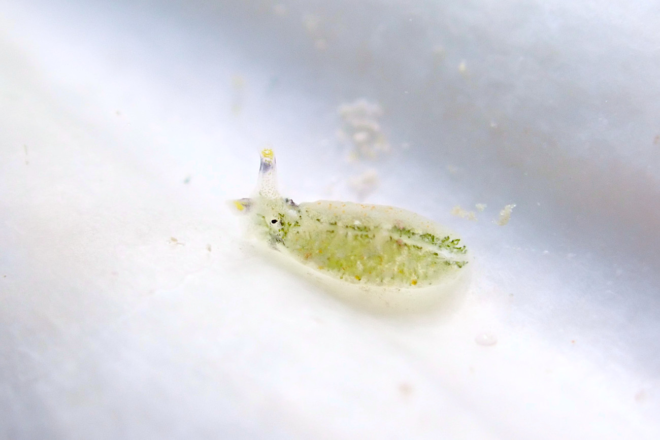 ツノクロミドリガイ