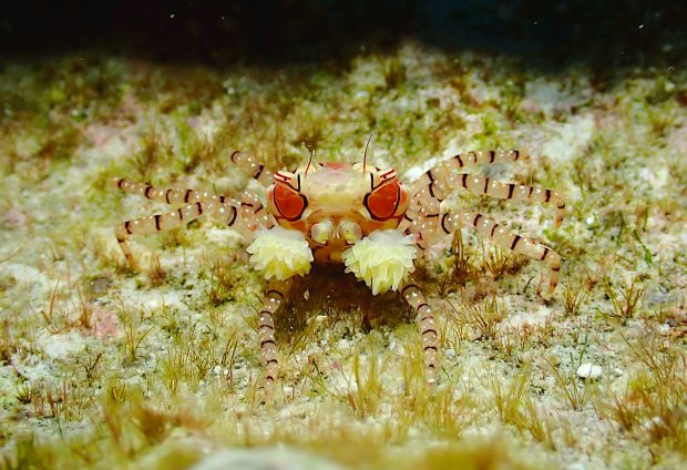 キンチャクガニ