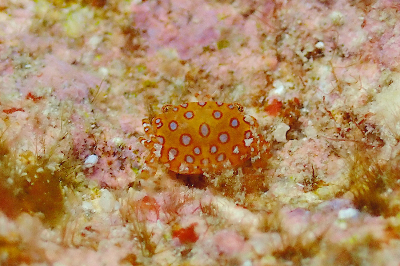 オウギガニ科の仲間?