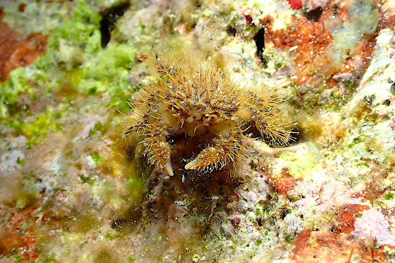 ウミハリネズミ