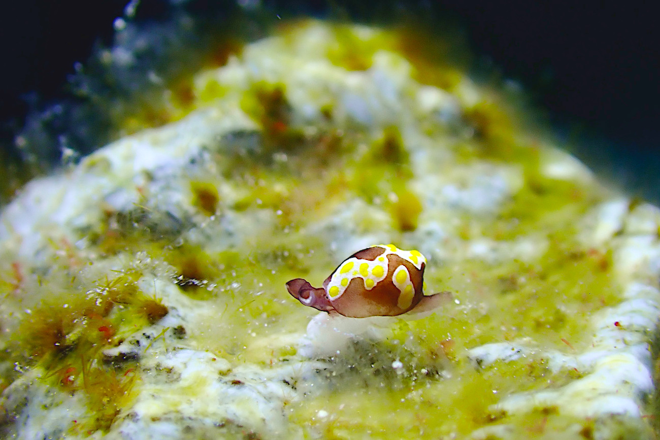 トンプソンアワツブガイ