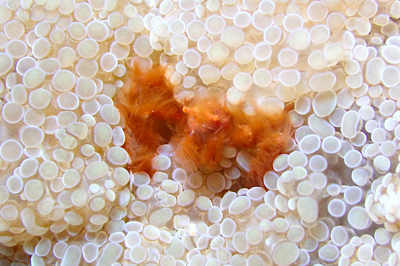 オランウータンクラブ