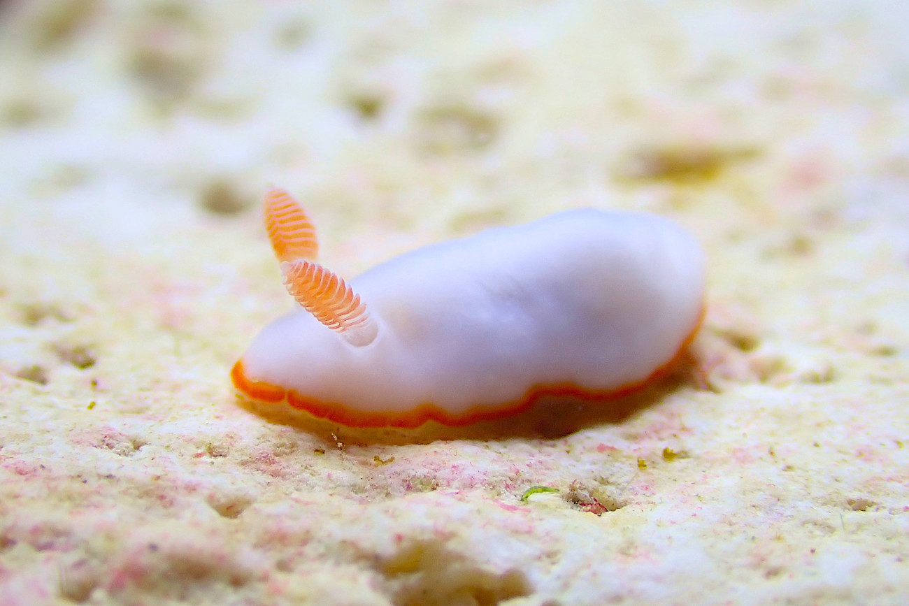 ミナミシラヒメウミウシ