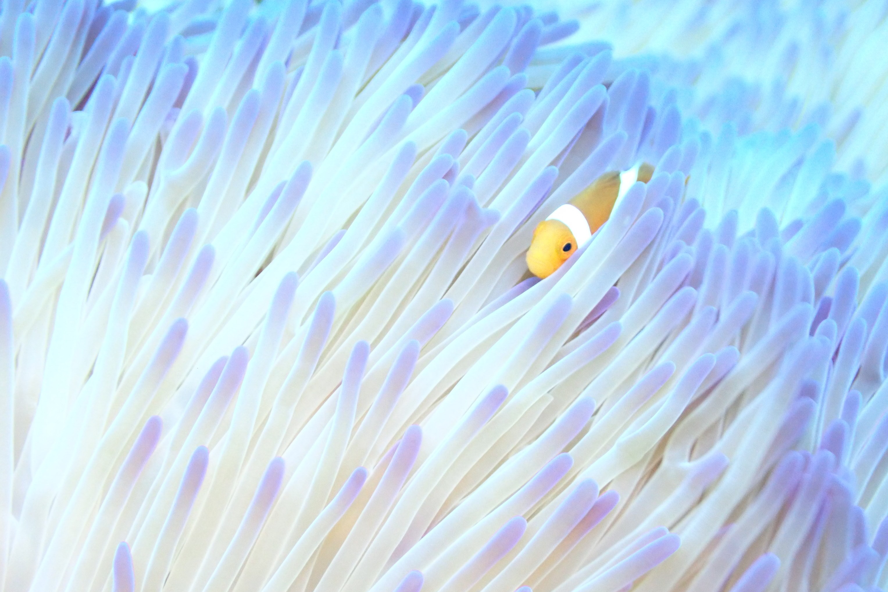 カクレクマノミ