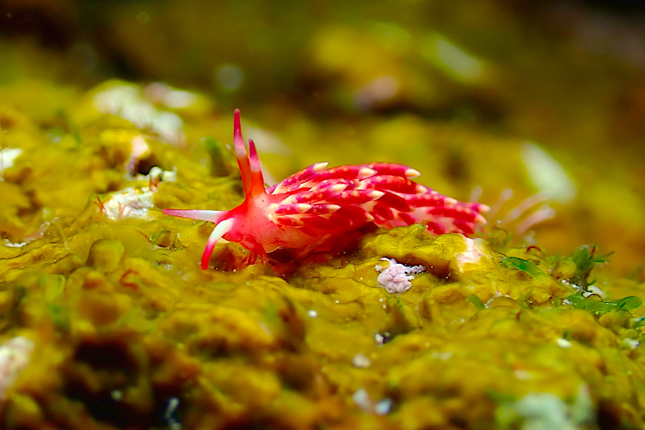 シロタエミノウミウシ属の一種４５