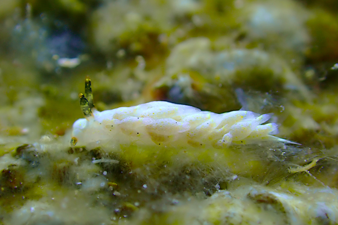 シロタエミノウミウシ属の一種７３