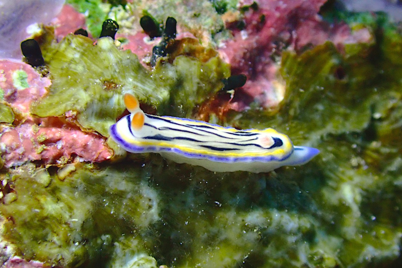 リュウモンイロウミウシ