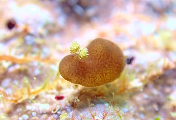 カンムリハラックサウミウシ