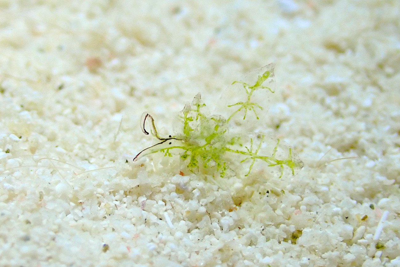 アオモウミウシ属の一種10