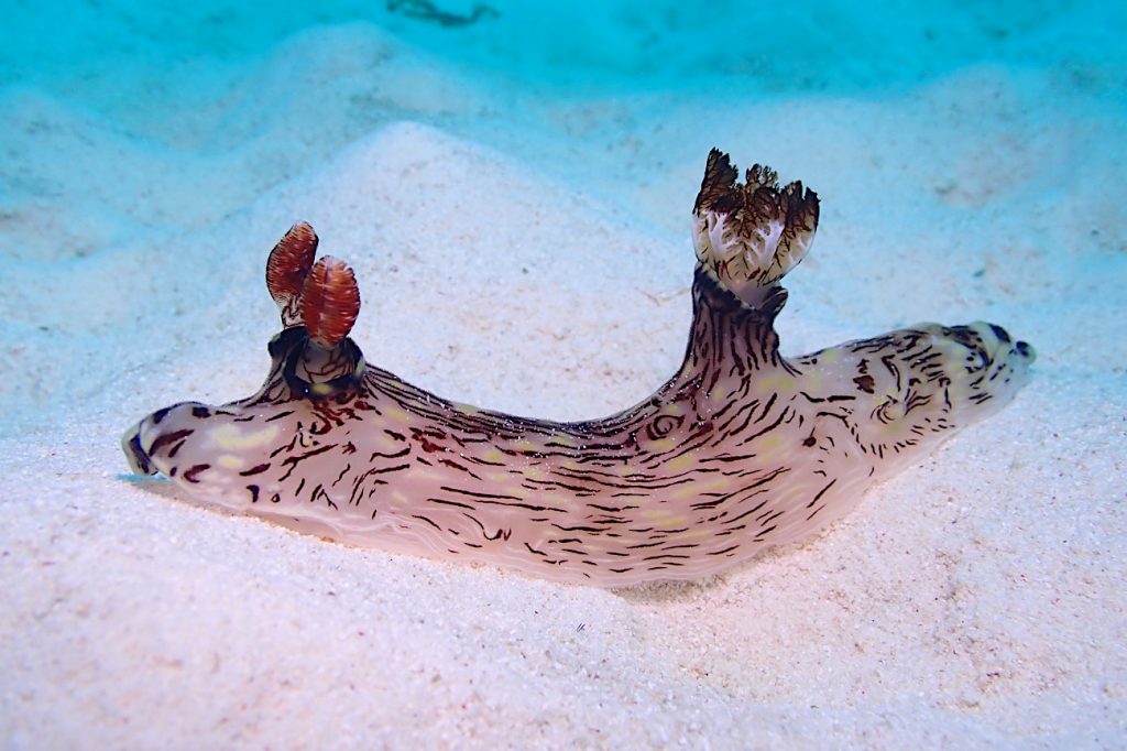 ブッシュドノエルウミウシ