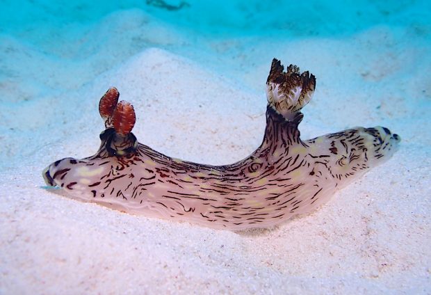 ブッシュドノエルウミウシ