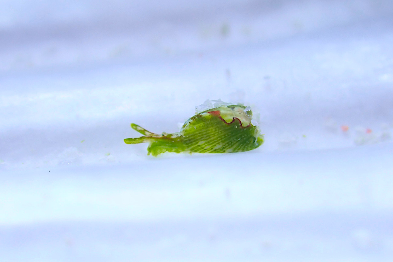 ミシマユリヤガイ