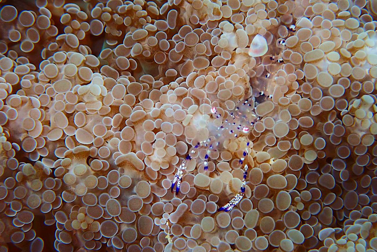 ニセアカホシカクレエビ