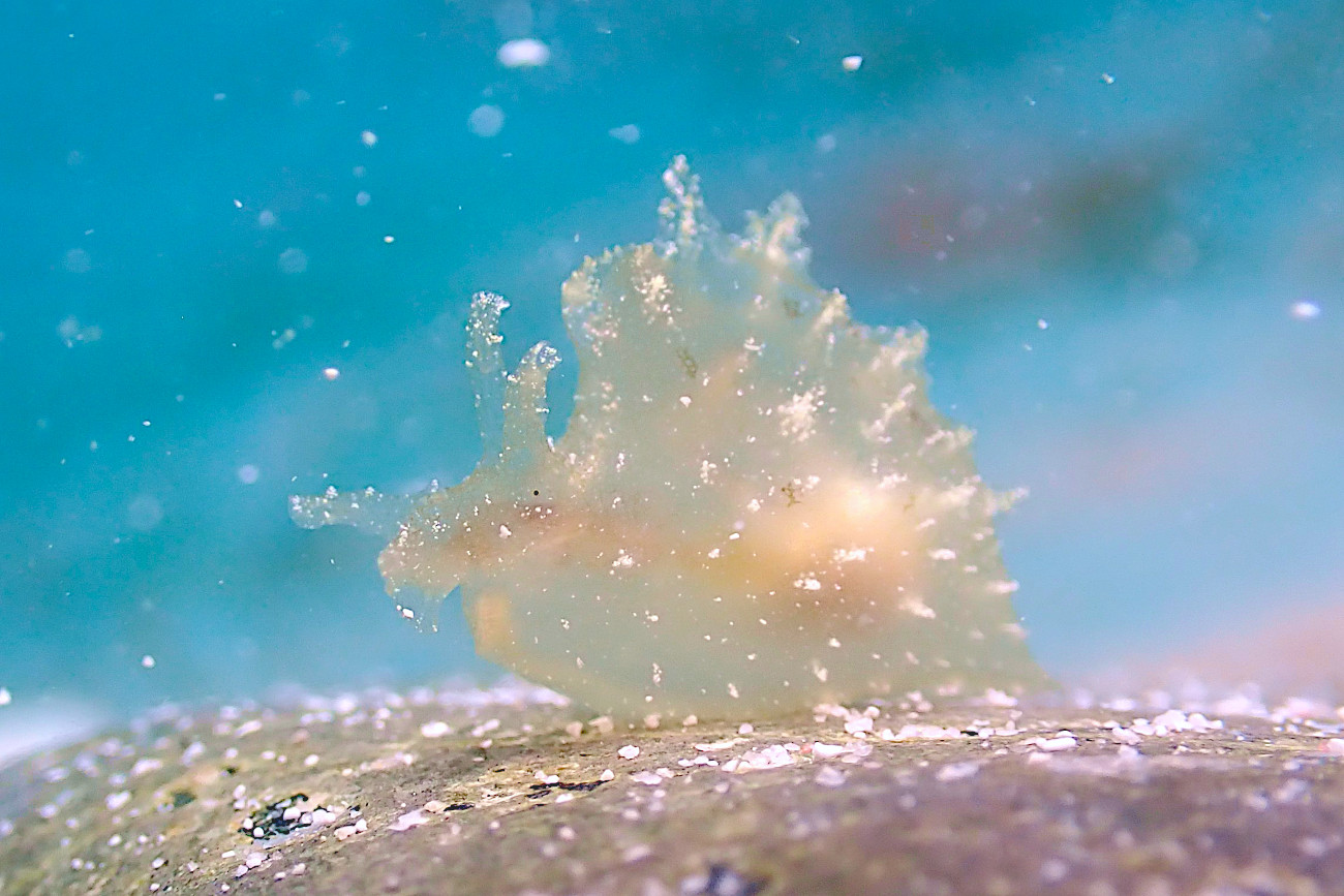 フウセンウミウシ