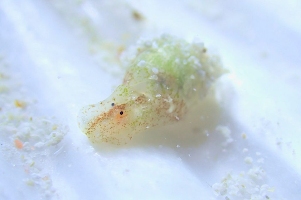 キバカイコガイ