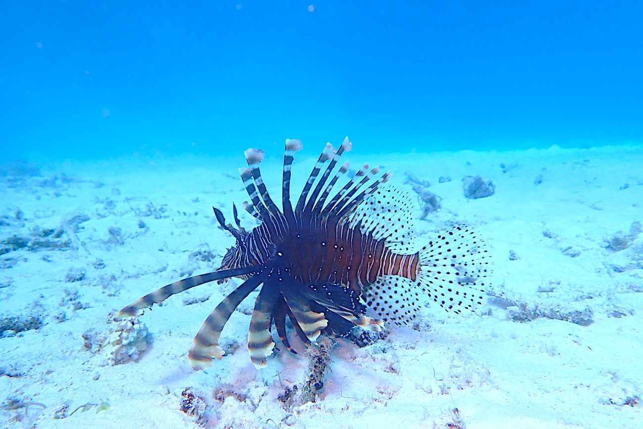 ハナミノカサゴ