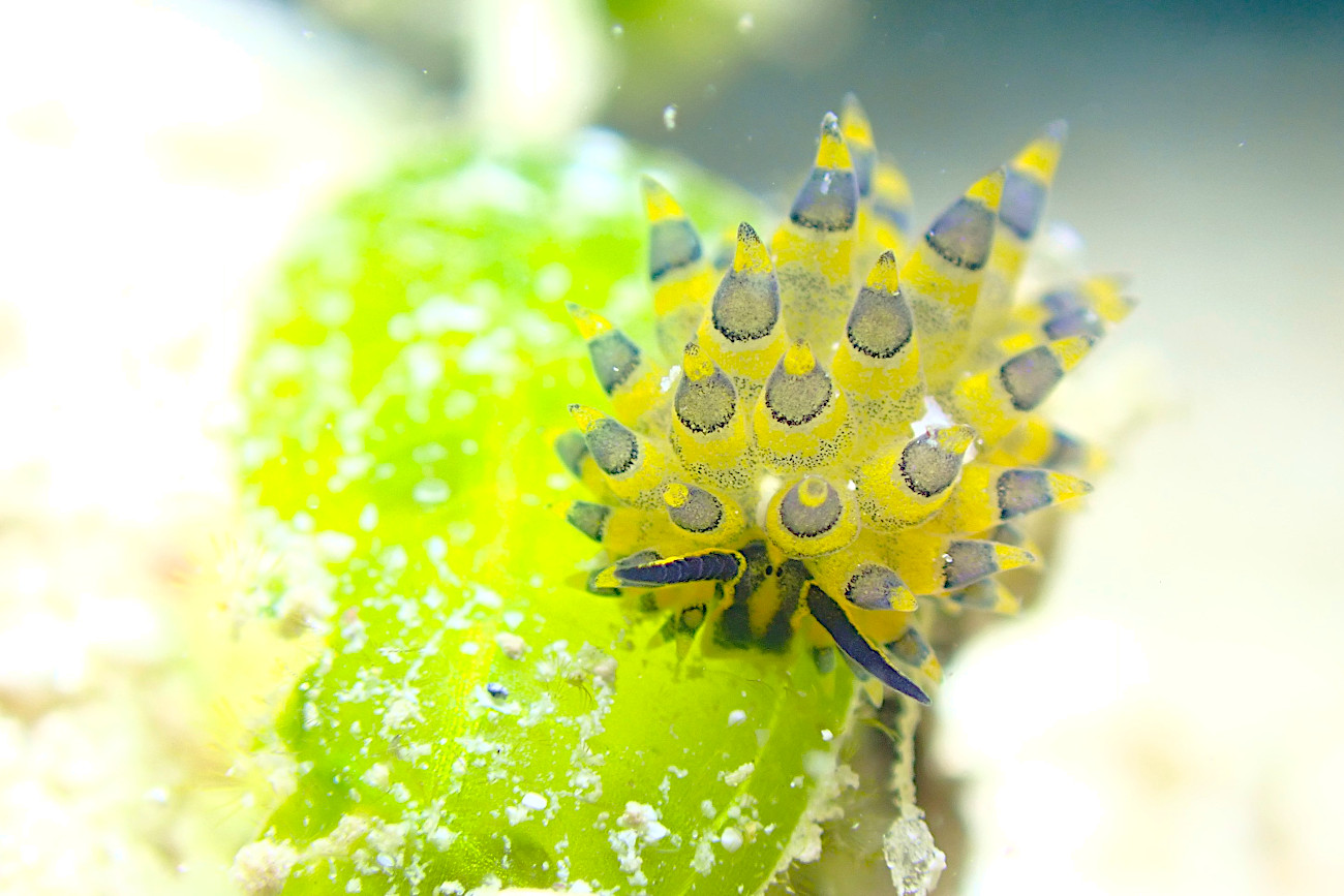 ミナミアオモウミウシ