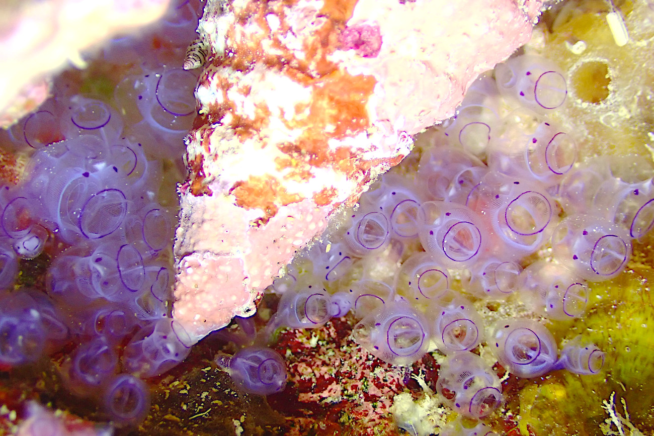 カールオジサンホヤ