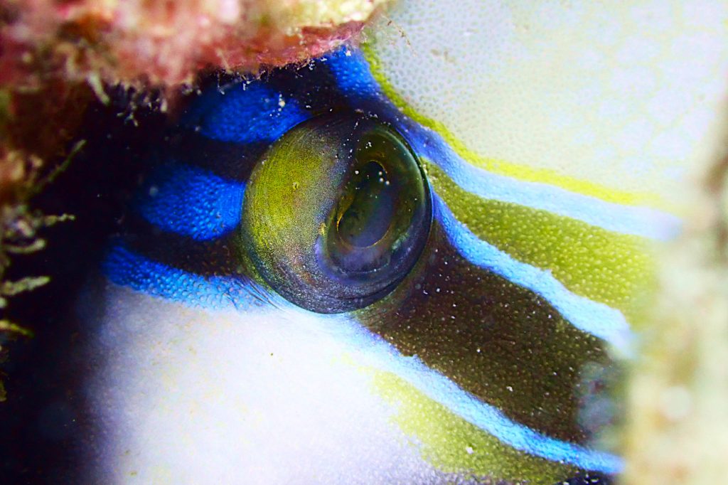 ムラサメモンガラ