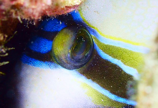 ムラサメモンガラ