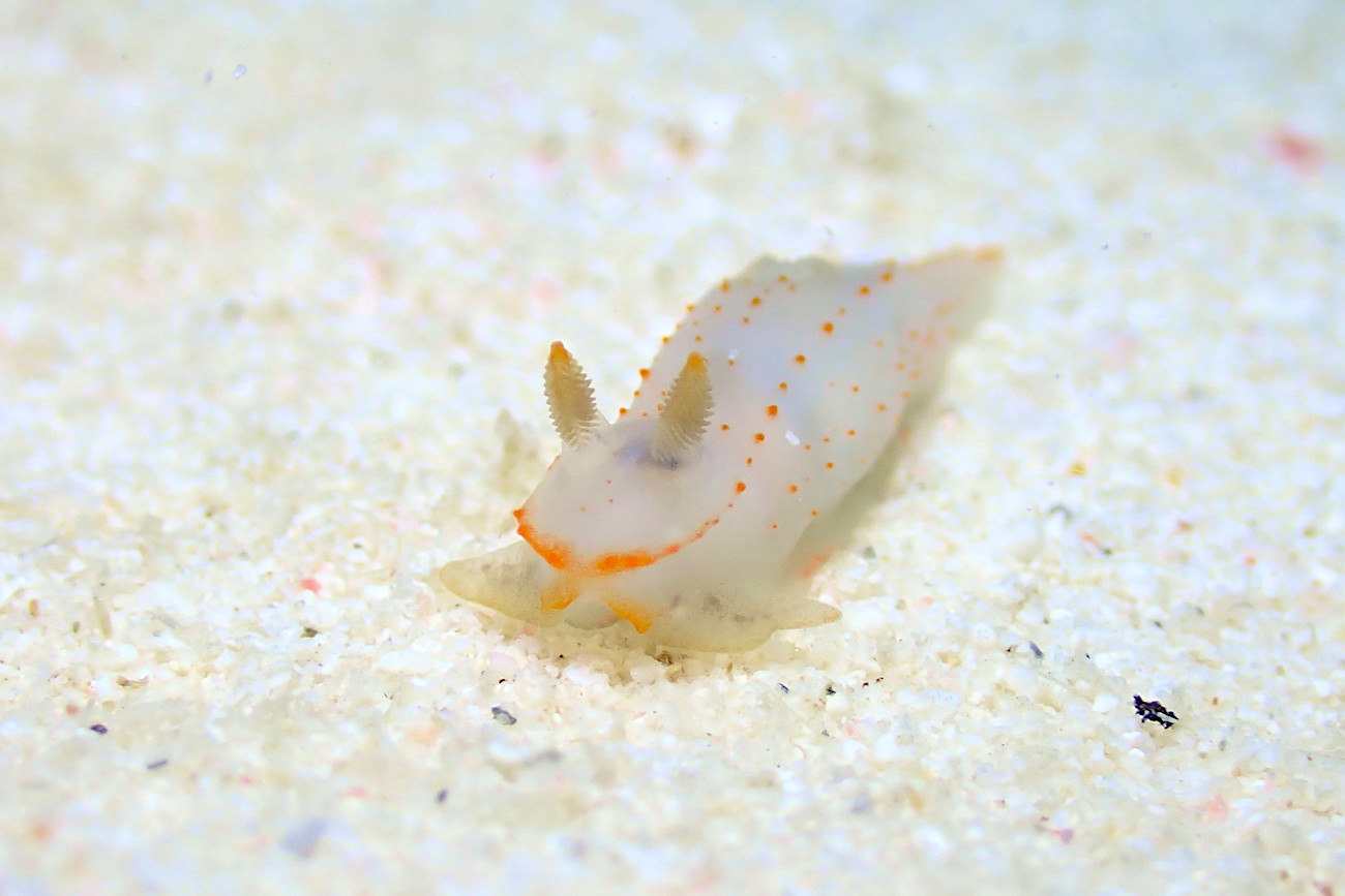 キヌハダウミウシ属の一種２６