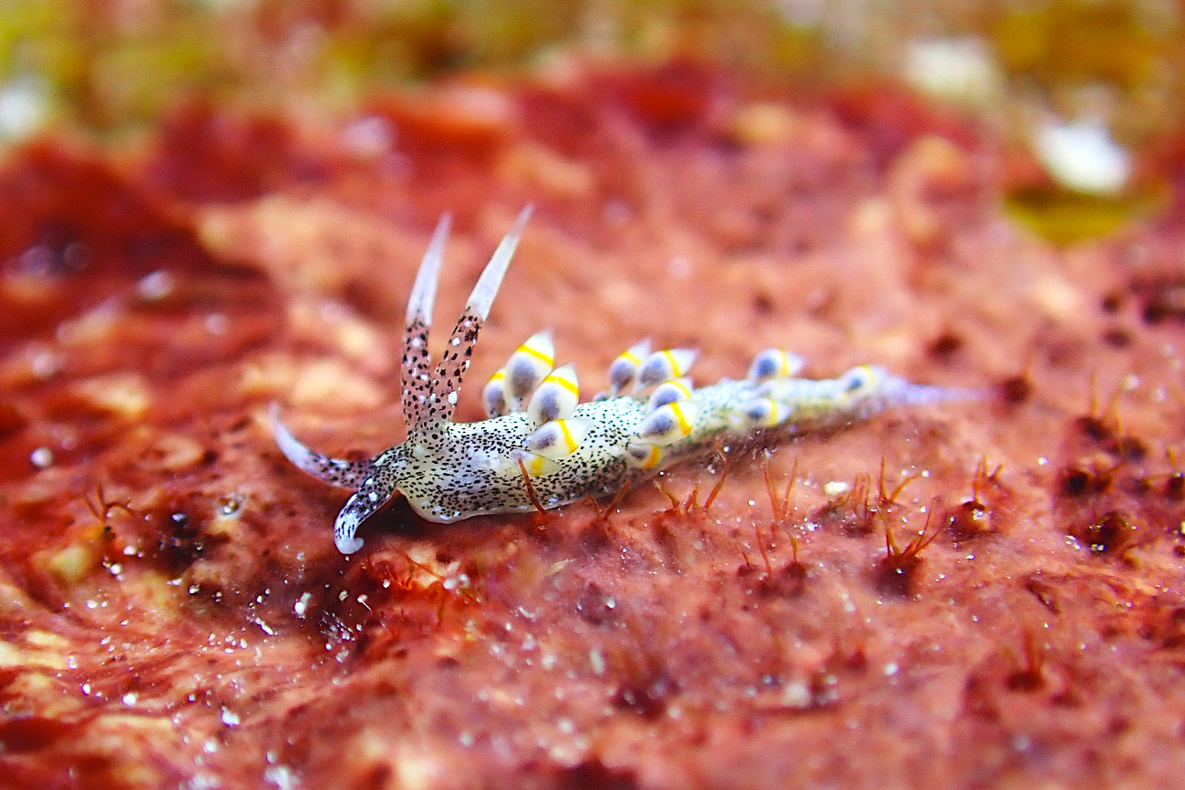 ゴマフミノウミウシ