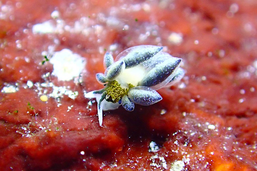 エルコラニア・エンドフィトファガ