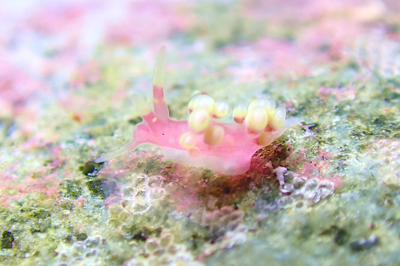 シロタエミノウミウシ属の一種25