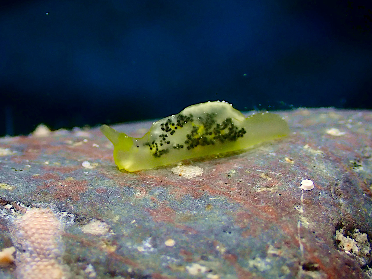 オトメミドリガイ