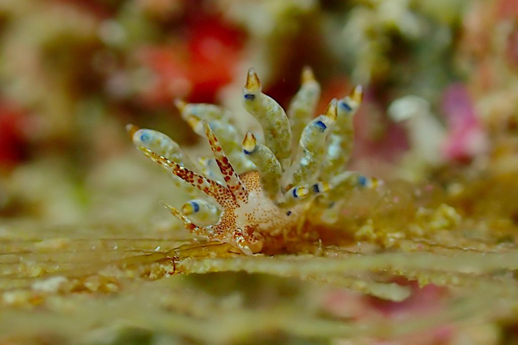 ホリミノウミウシ属の一種21