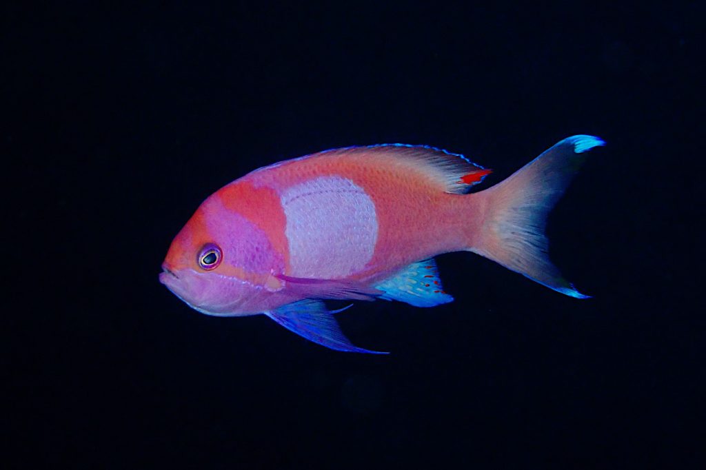 スミレナガハナダイ