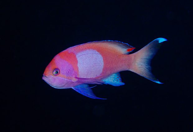 スミレナガハナダイ