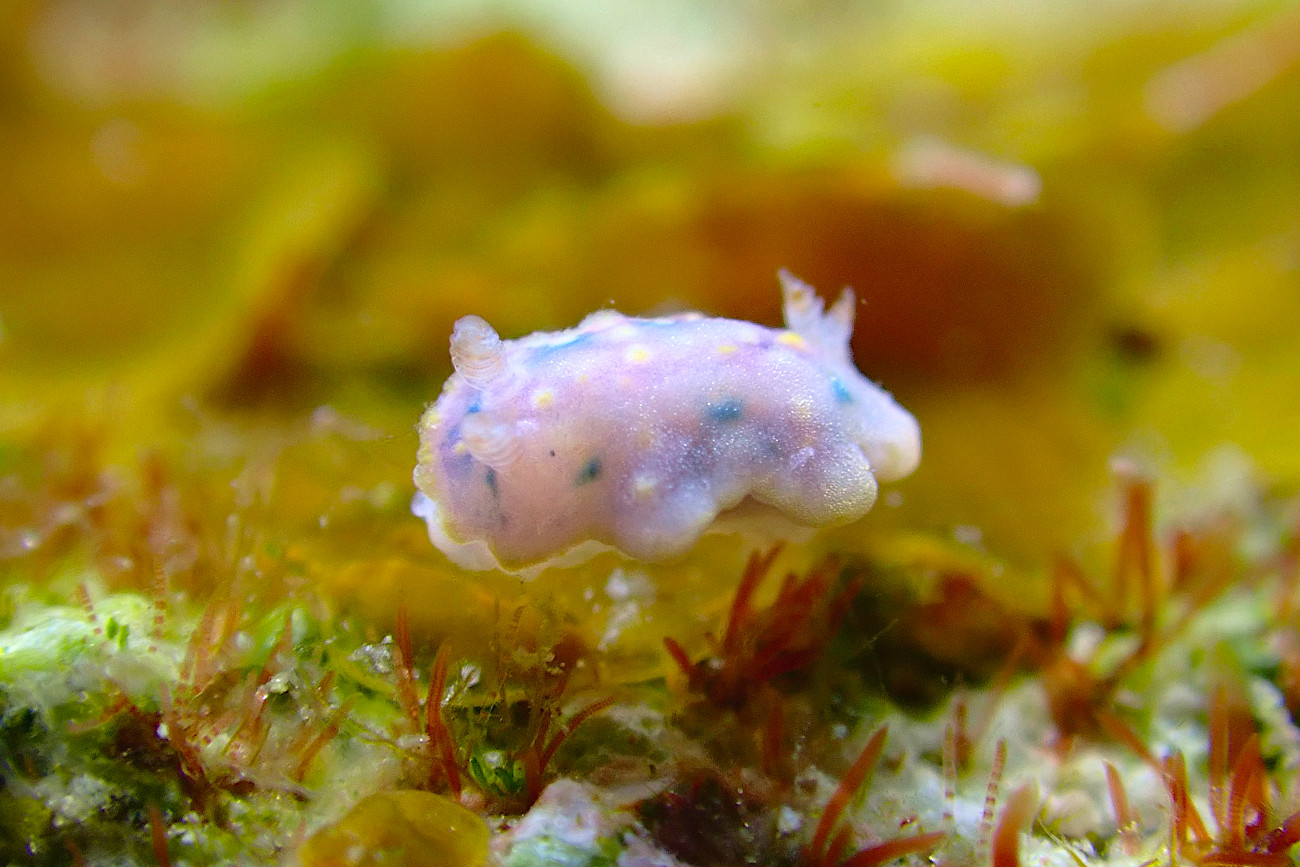 ヨセナミウミウシ