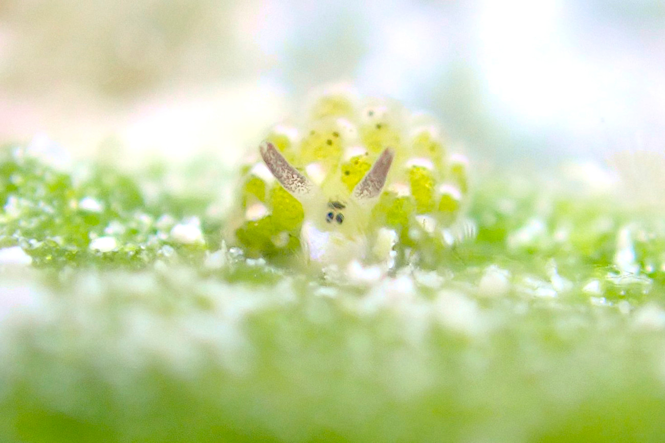 クサイロモウミウシ