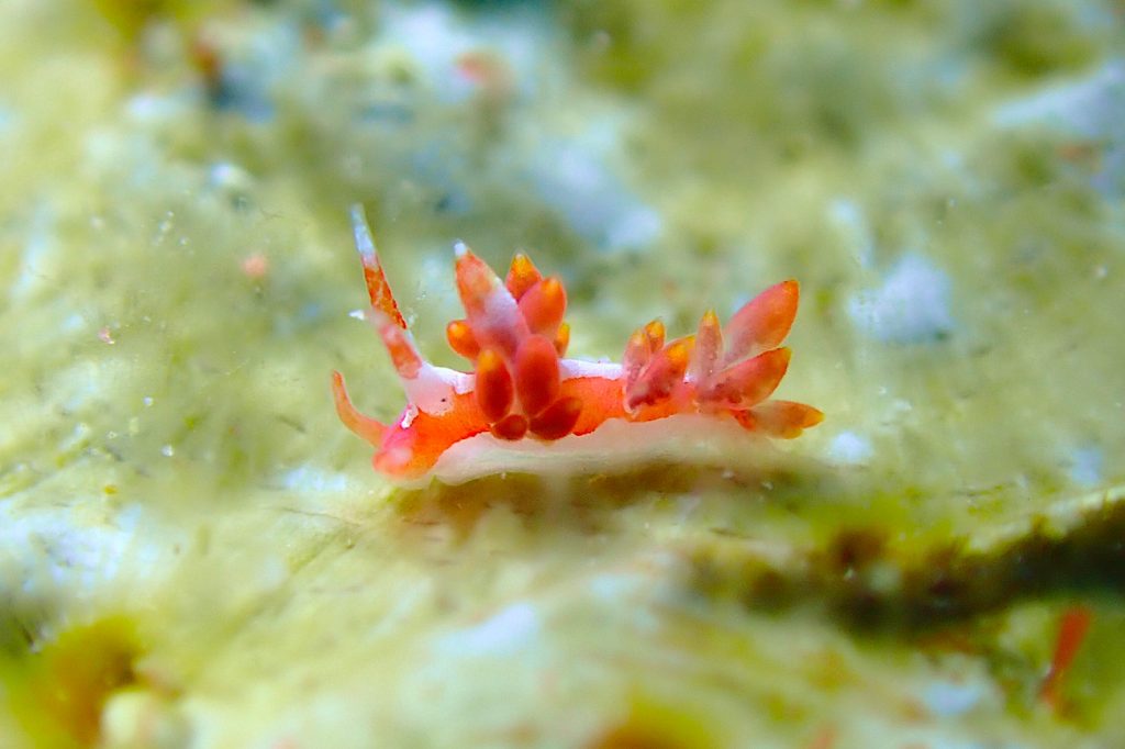 コマチミノウミウシ